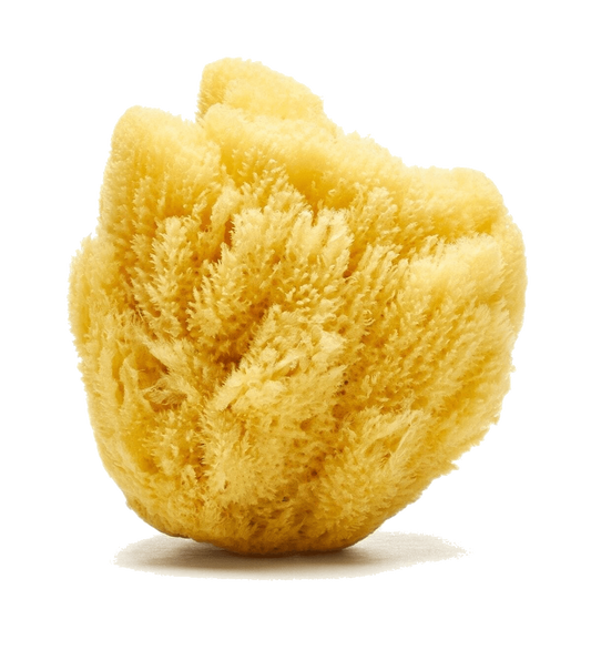 Sandy The Sea Sponge