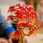 Botanicals: Japanese Red Maple Bonsai Tree Building Kit