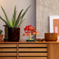 Botanicals: Japanese Red Maple Bonsai Tree Building Kit