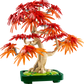 Botanicals: Japanese Red Maple Bonsai Tree Building Kit