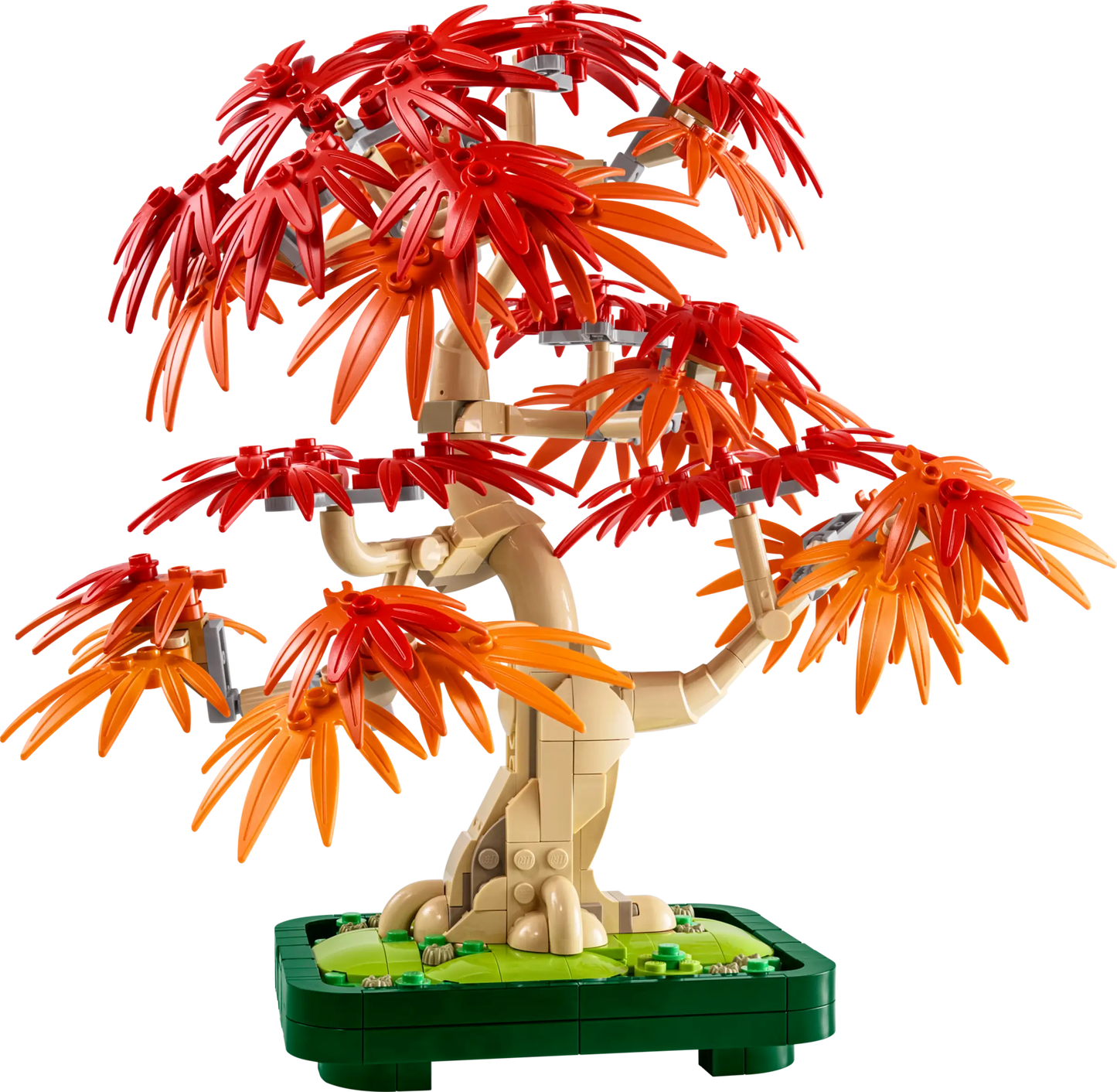 Botanicals: Japanese Red Maple Bonsai Tree Building Kit
