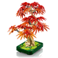 Botanicals: Japanese Red Maple Bonsai Tree Building Kit