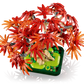 Botanicals: Japanese Red Maple Bonsai Tree Building Kit