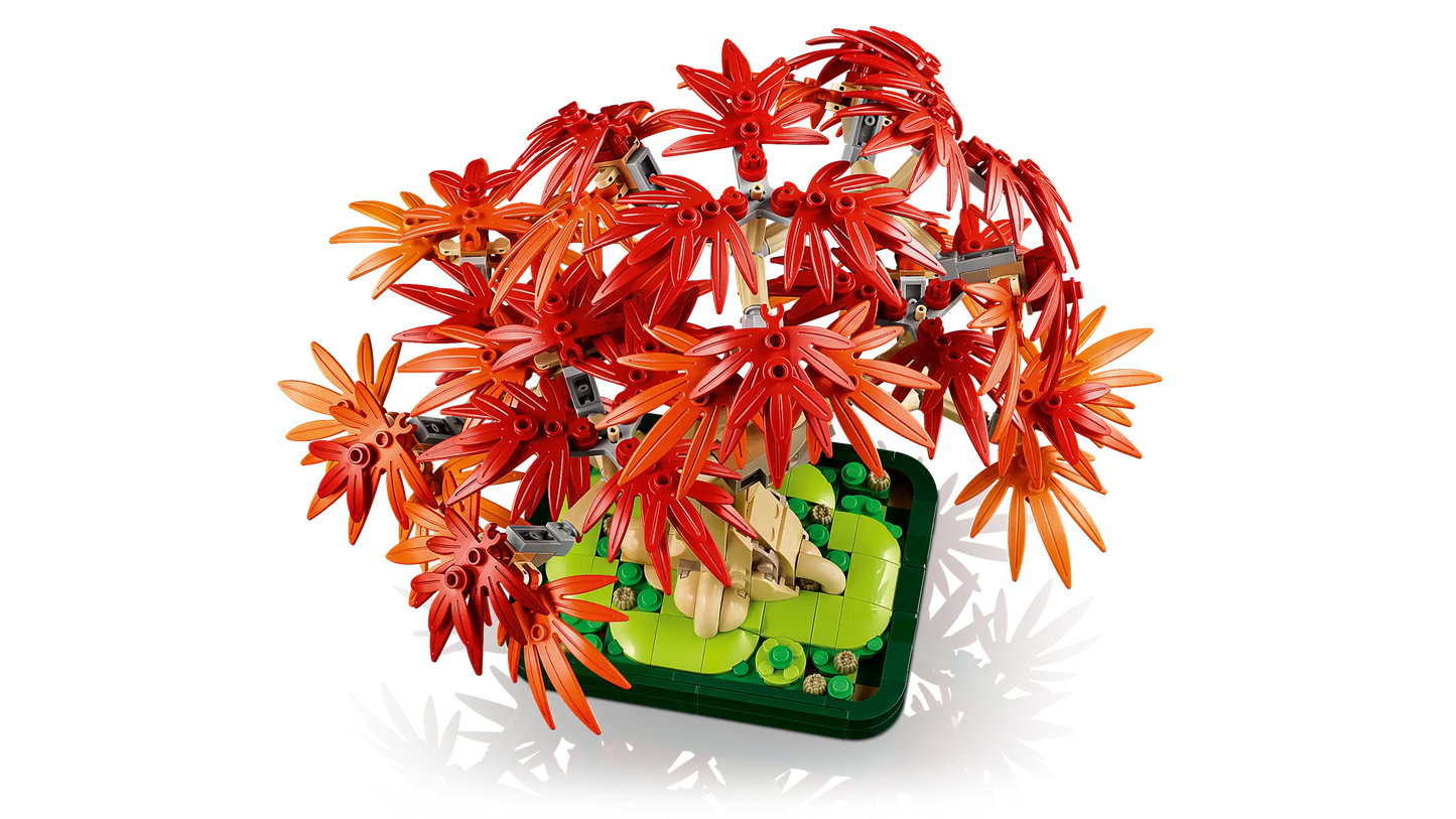 Botanicals: Japanese Red Maple Bonsai Tree Building Kit