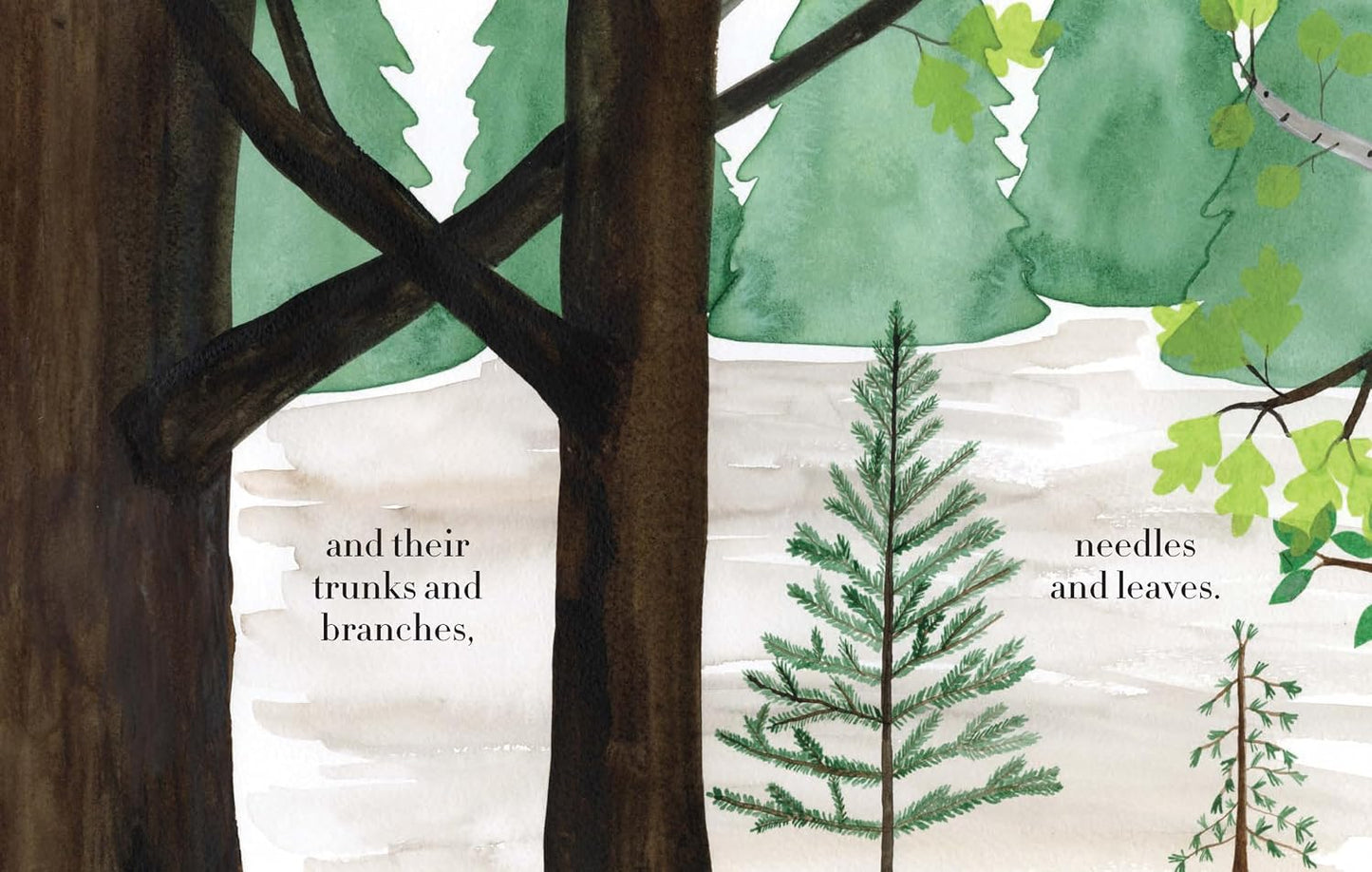Forest - Hardcover Picture Book