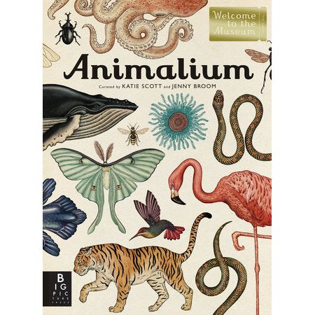 Animalium - A Welcome to the Museum Hardcover Picture Book