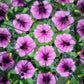 Huckleberry: Kaleidoscope