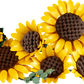 Botanical Collection: Sunflowers Bouquet Building Kit