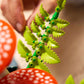 Botanicals: Woodland Mushrooms Building Set