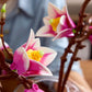 Botanical Collection: Magnolia Branches Building Kit
