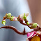 Botanical Collection: Magnolia Branches Building Kit