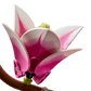 Botanical Collection: Magnolia Branches Building Kit